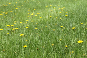 dandelions1