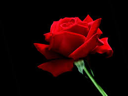 red rose